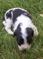 Fetch, a male Cavapoo for sale in Clay Springs, AZ – 3 of 4