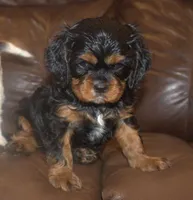AKC Rocky, a male Cavalier King Charles Spaniel for sale in Clay Springs, AZ – 3 of 3