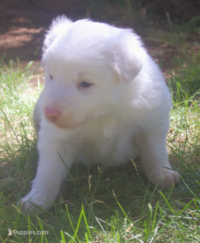 Max – Border Collie puppy for sale in Clay Springs, AZ