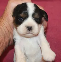 sweetie, a female Cavalier King Charles Spaniel for sale in Clay Springs, AZ – Photo 1 of 4