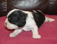 sweetie, a female Cavalier King Charles Spaniel for sale in Clay Springs, AZ – Photo 3 of 4