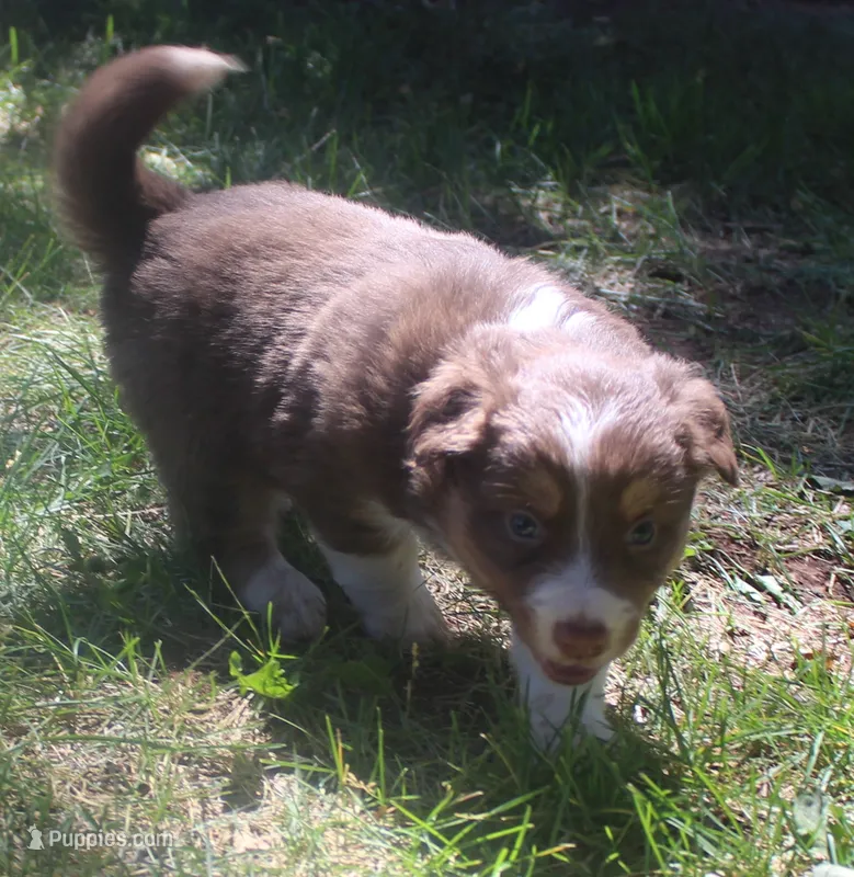 Lexxy – Border Collie puppy for sale in Clay Springs, AZ