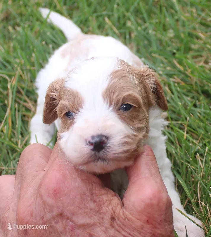 Sam – Cavapoo puppy for sale in Clay Springs, AZ