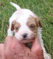 Sam, a male Cavapoo for sale in Clay Springs, AZ – 1 of 3