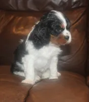 AKC Prissy, a female Cavalier King Charles Spaniel for sale in Clay Springs, AZ – 4 of 5