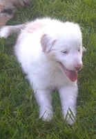 Max, a male Border Collie for sale in Clay Springs, AZ – 4 of 9