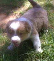 Libby, a female Border Collie for sale in Clay Springs, AZ – 1 of 7