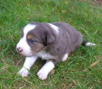 Grit, a male Border Collie for sale in Clay Springs, AZ – 6 of 8