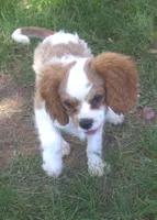 AKC Ruger, a male Cavalier King Charles Spaniel for sale in Clay Springs, AZ – 6 of 7