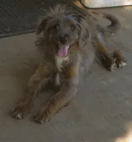 Missy, a female Bordoodle for sale in Clay Springs, AZ – 2 of 6