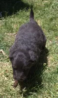 Mia, a female Bordoodle for sale in Clay Springs, AZ – 4 of 6