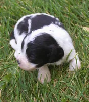 Fetch, a male Cavapoo for sale in Clay Springs, AZ – 4 of 4