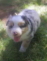 Rex, a male Border Collie for sale in Clay Springs, AZ – 5 of 8