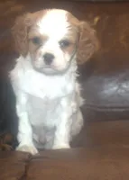 AKC Ruger, a male Cavalier King Charles Spaniel for sale in Clay Springs, AZ – 5 of 6