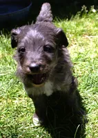 Romeo, a male Bordoodle for sale in Clay Springs, AZ – 3 of 5