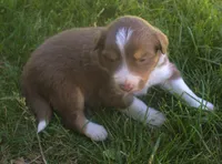 Lexxy, a female Border Collie for sale in Clay Springs, AZ – 3 of 6
