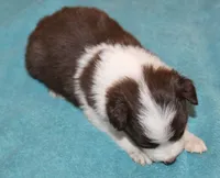 Pressley, a male Border Collie for sale in Clay Springs, AZ – Photo 6 of 6