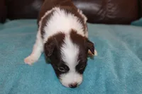 Pressley, a male Border Collie for sale in Clay Springs, AZ – Photo 5 of 6