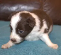 Pressley, a male Border Collie for sale in Clay Springs, AZ – Photo 4 of 6