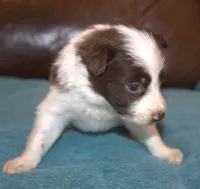 Pressley, a male Border Collie for sale in Clay Springs, AZ – Photo 2 of 6