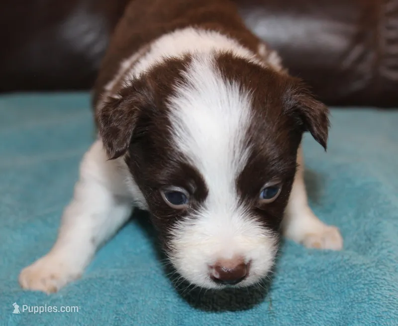 Pressley – Border Collie puppy for sale in Clay Springs, AZ