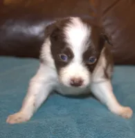 Pressley, a male Border Collie for sale in Clay Springs, AZ – Photo 3 of 6