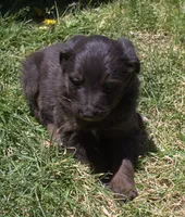 Mia, a female Bordoodle for sale in Clay Springs, AZ – 6 of 6