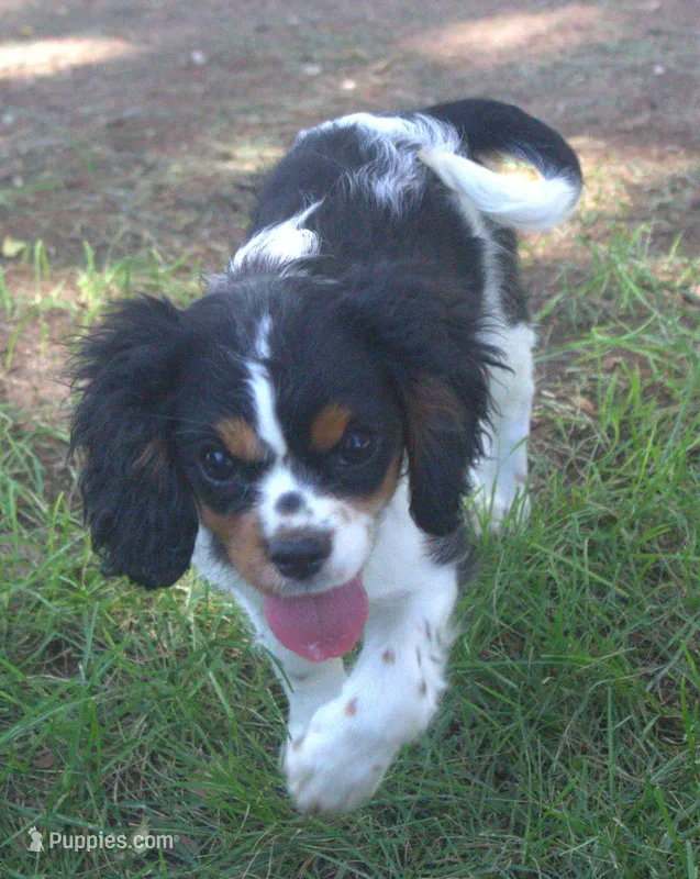 AKC Prissy – Cavalier King Charles Spaniel puppy for sale in Clay Springs, AZ