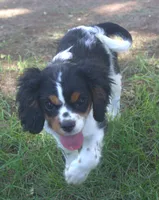 AKC Prissy, a female Cavalier King Charles Spaniel for sale in Clay Springs, AZ – 1 of 8