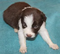 Sam, a male Border Collie for sale in Clay Springs, AZ – Photo 5 of 5