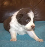 Sam, a male Border Collie for sale in Clay Springs, AZ – Photo 4 of 5