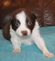 Sam, a male Border Collie for sale in Clay Springs, AZ – Photo 3 of 5
