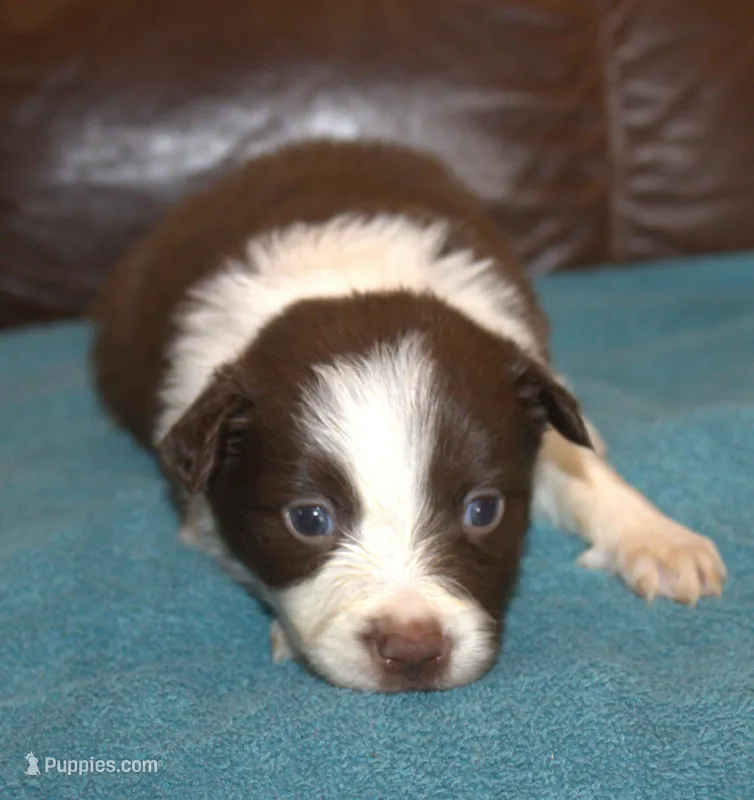 Sam – Border Collie puppy for sale in Clay Springs, AZ