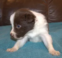 Sam, a male Border Collie for sale in Clay Springs, AZ – Photo 2 of 5