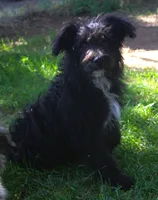 Tess, a female Bordoodle for sale in Clay Springs, AZ – 2 of 2