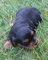 Roxy, a female Cavapoo for sale in Clay Springs, AZ – 3 of 4