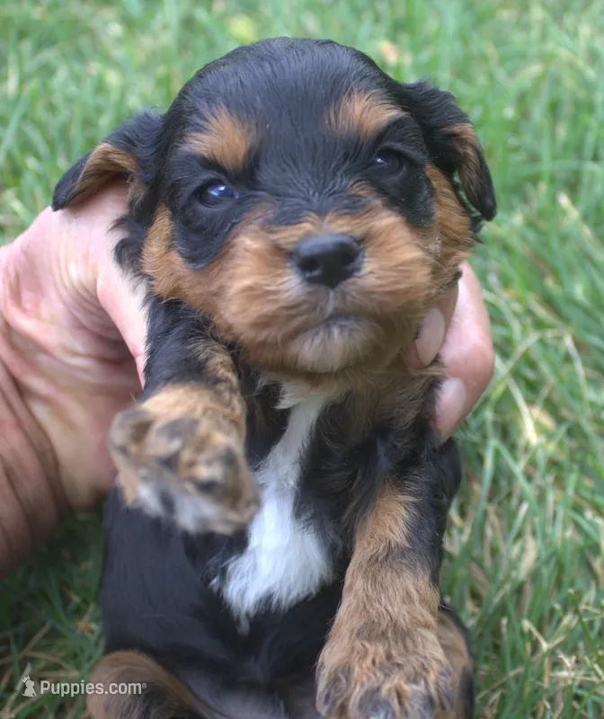 Roxy – Cavapoo puppy for sale in Clay Springs, AZ