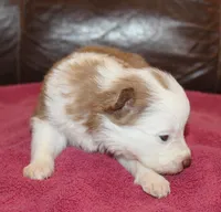 Angel AKC, a female Border Collie for sale in Clay Springs, AZ – Photo 2 of 6