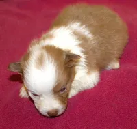 Angel AKC, a female Border Collie for sale in Clay Springs, AZ – Photo 6 of 6