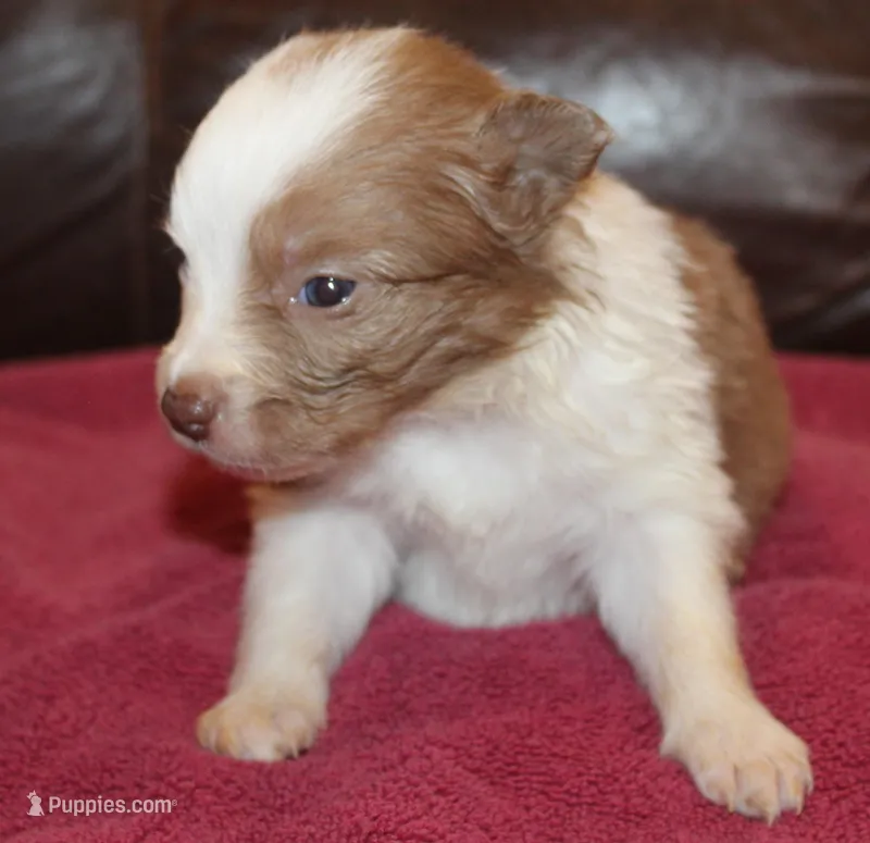 Angel AKC – Border Collie puppy for sale in Clay Springs, AZ