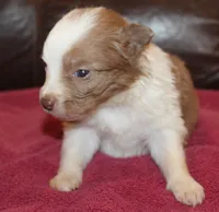 Angel AKC, a female Border Collie for sale in Clay Springs, AZ – Photo 1 of 6