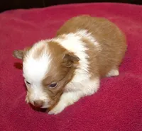 Angel AKC, a female Border Collie for sale in Clay Springs, AZ – Photo 5 of 6
