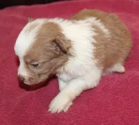 Angel AKC, a female Border Collie for sale in Clay Springs, AZ – Photo 4 of 6