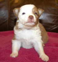 Angel AKC, a female Border Collie for sale in Clay Springs, AZ – Photo 3 of 6