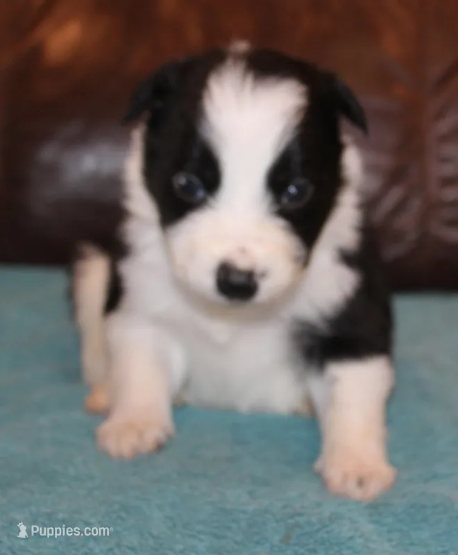Tex – Border Collie puppy for sale in Clay Springs, AZ