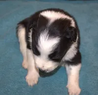 Tex, a male Border Collie for sale in Clay Springs, AZ – Photo 4 of 4