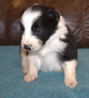 Tex, a male Border Collie for sale in Clay Springs, AZ – Photo 2 of 4