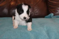 Tex, a male Border Collie for sale in Clay Springs, AZ – Photo 3 of 4