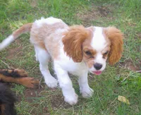 AKC Ruger, a male Cavalier King Charles Spaniel for sale in Clay Springs, AZ – 5 of 7