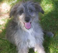 Romeo, a male Bordoodle for sale in Clay Springs, AZ – 4 of 4